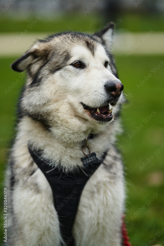 alaskan malamute alaskan malamute
