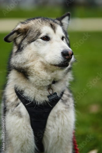 alaskan malamute