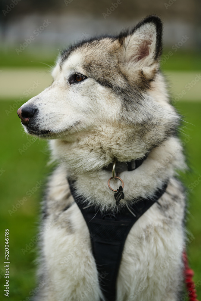 Obraz premium alaskan malamute