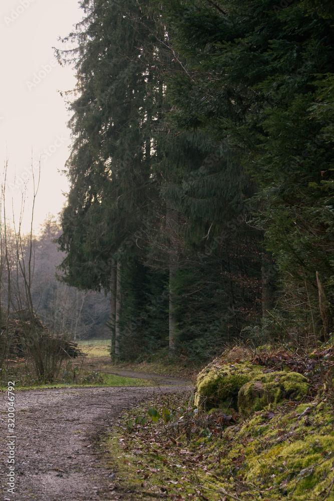 Fototapeta premium Schwarzwald Weg