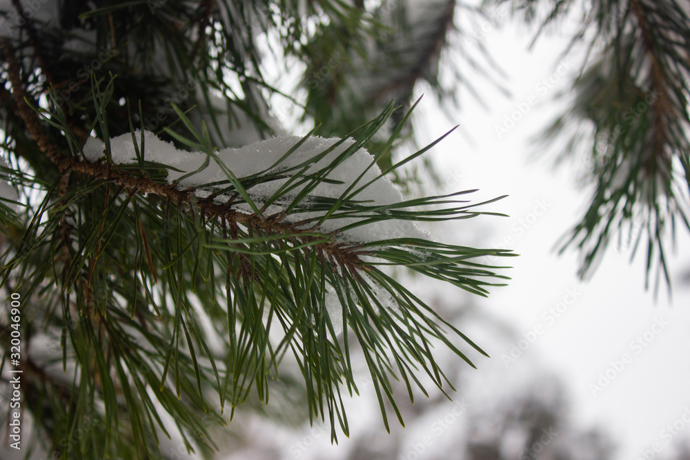 Pine branch in the snow. Winter forest Pine branch in the snow. Winter forest