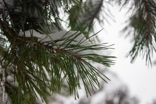 Pine branch in the snow. Winter forest