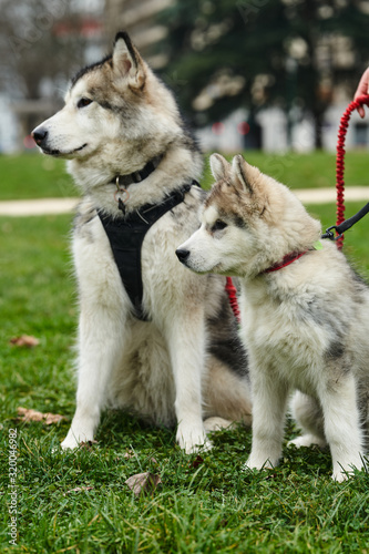 alaskan malamute