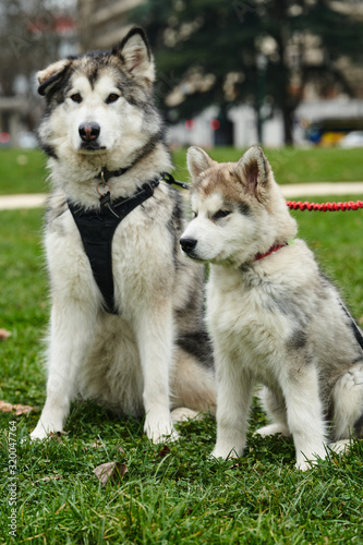 alaskan malamute