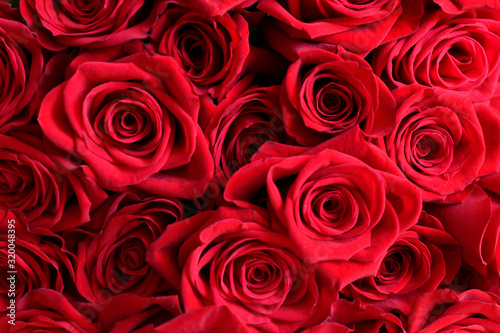 background with beautiful red roses