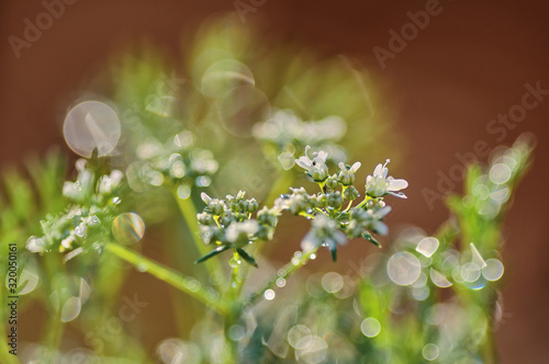 Close-up view of plant with bokeh of dew drops on a rainy day