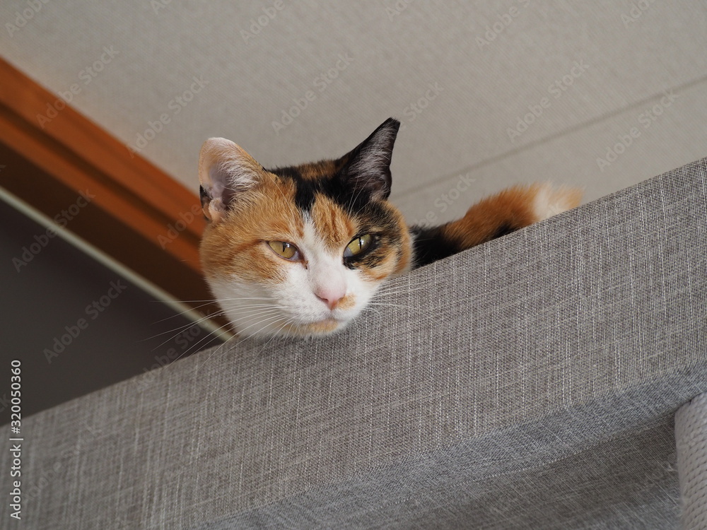 Obraz premium マイキャット