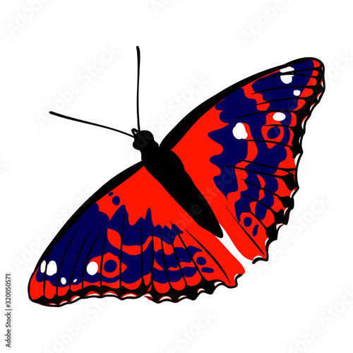 bright flying butterfly, vector illustration of an insect