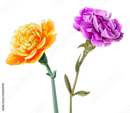 Two bright carnations schabaud. Purple, yellow flowers, bouquet on white background. Digital draw, illustration for Mother's Day, wedding design, Valentines day in watercolor style, vector
