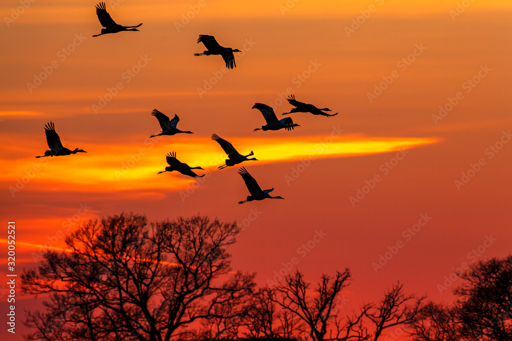 Flock of Cranes flying in the sky at sunset