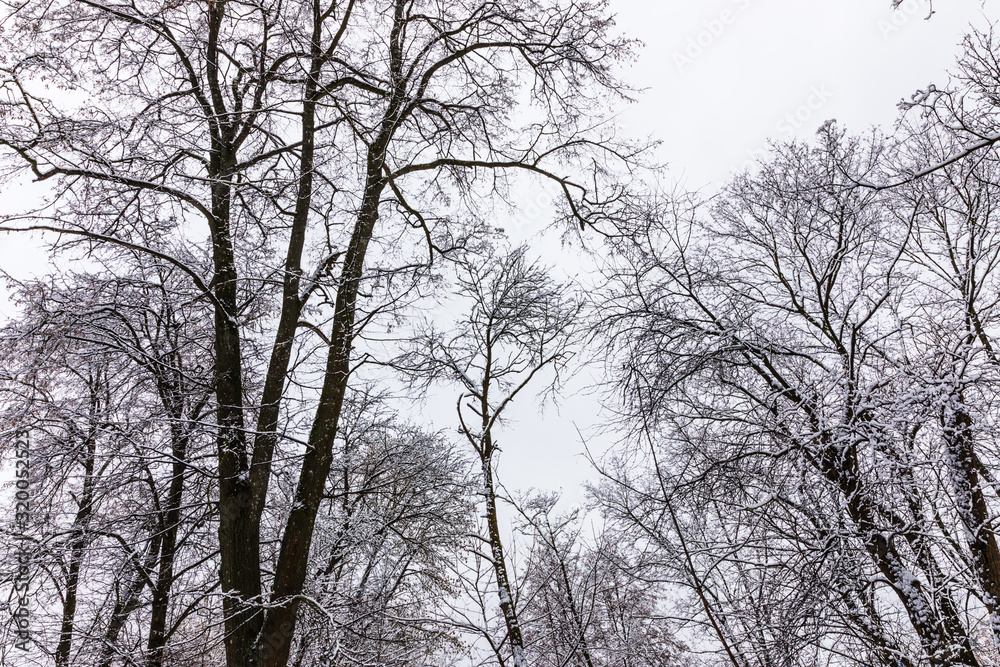 snowy trees in the park of Kaluga, Russia snowy trees in the park of Kaluga, Russia