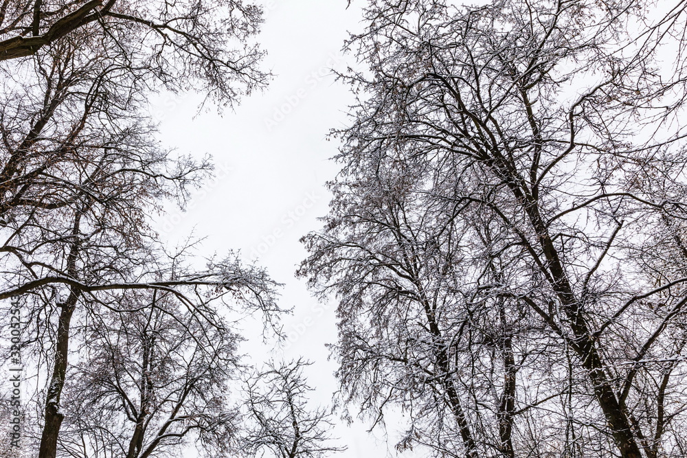 snowy trees in the park of Kaluga, Russia snowy trees in the park of Kaluga, Russia