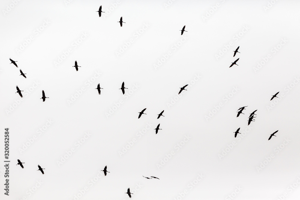 Cranes in silhouette flying in the sky Cranes in silhouette flying in the sky