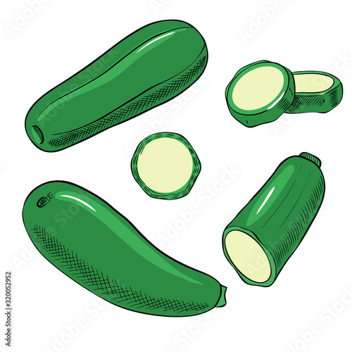 Green zucchini, whole and sliced. Vector illustration isolated on white background
