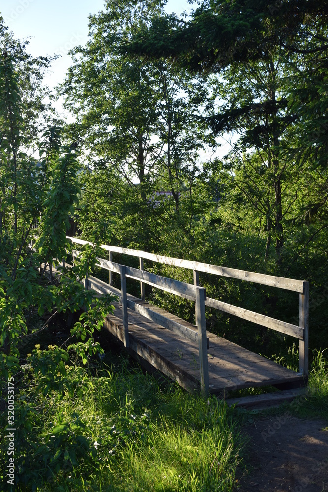 bridge in the forest bridge in the forest