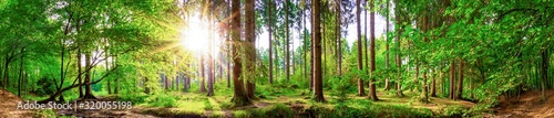Beautiful forest panorama with large trees and bright sun