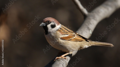 Tree sparrow on branch, passer montanus photo