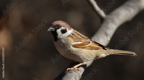 Tree sparrow on branch, passer montanus