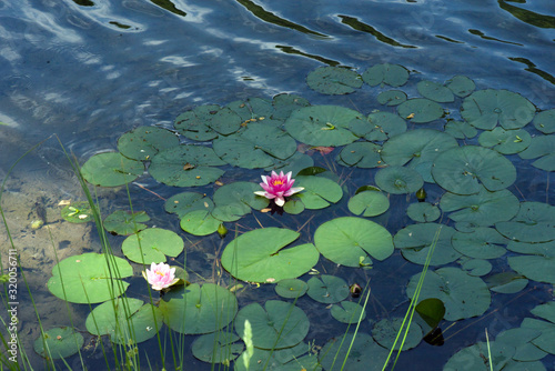 waterlily at Jezioro Szmaragdowe in Poland