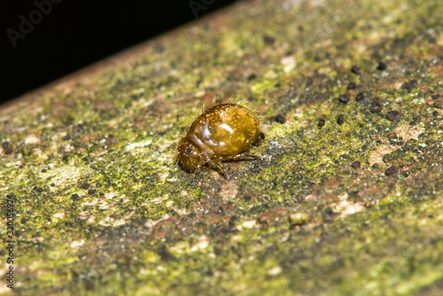 small insect at Jezioro Szmaragdowe in Poland