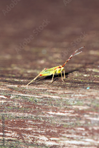 small insect at Jezioro Szmaragdowe in Poland