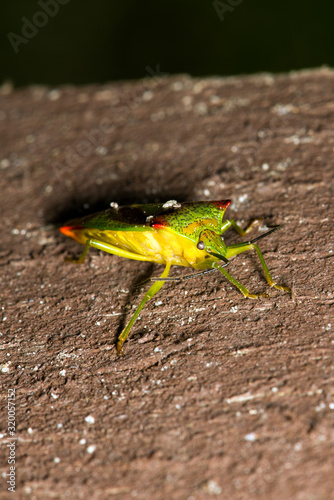 small insect at Jezioro Szmaragdowe in Poland