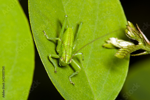 small insect at Jezioro Szmaragdowe in Poland