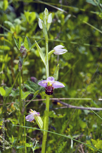 small orchid in northern Zealand, Denmark