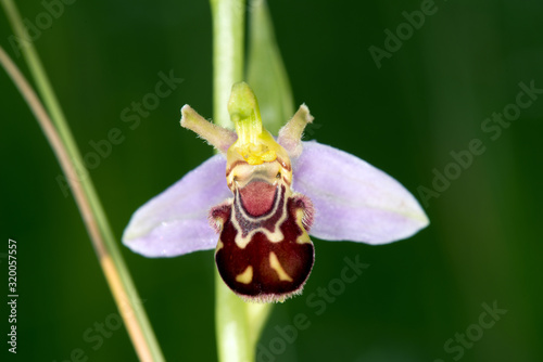 small orchid in northern Zealand, Denmark
