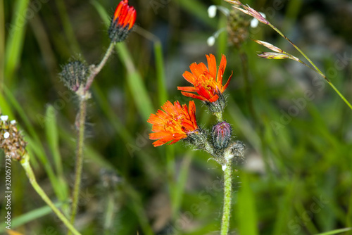 orange flower in north sealand, Denmark