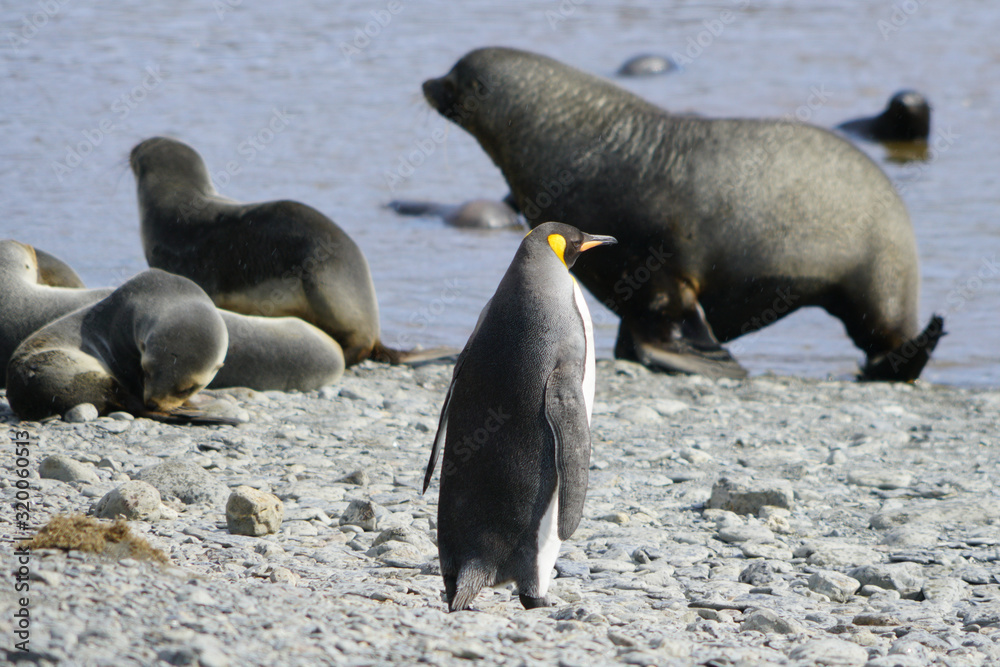 Fototapeta premium King penguins colony with babies