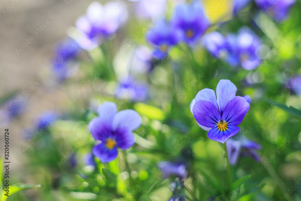 Violets Violets