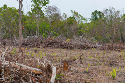 deforestation of the brazilian cerrado