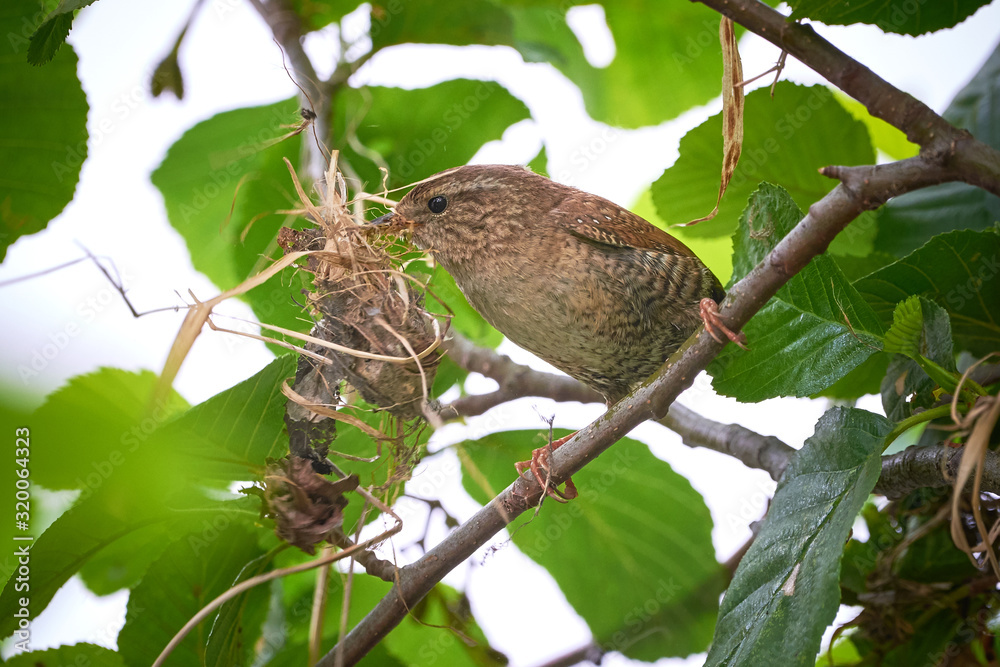 Eurasian Wren Building a Nest on a Branch (Troglodytes troglodytes) Eurasian Wren Building a Nest on a Branch (Troglodytes troglodytes)