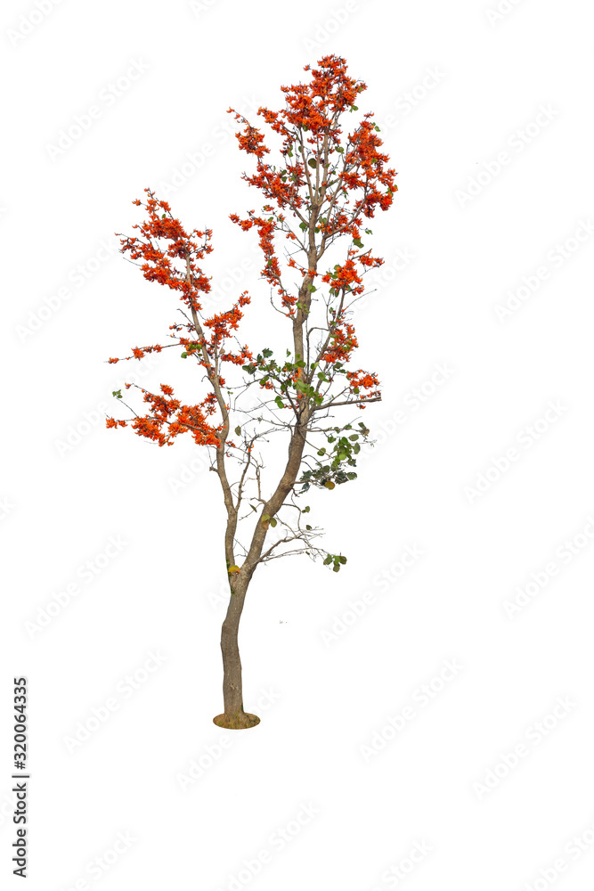 Fototapeta premium Bastard Teak