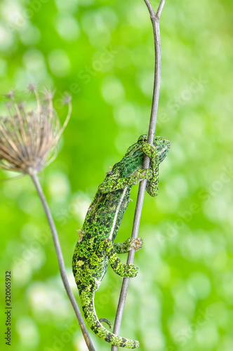 Macro shots, Beautiful nature scene green chameleon  © blackdiamond67