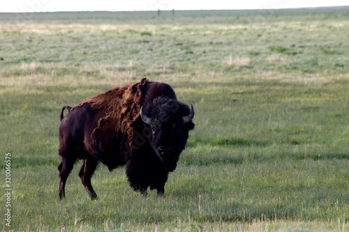 scruffy bison