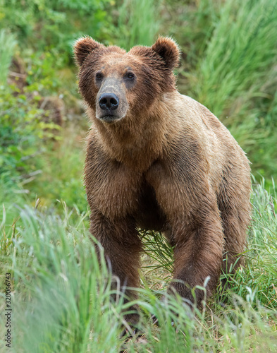 Brown Bear at McNeil River fishing for Chum Salmon