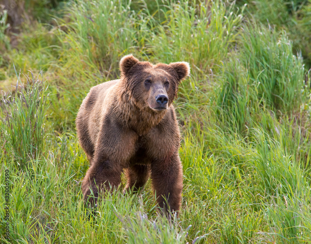 Fototapeta premium Brown Bear at McNeil River fishing for Chum Salmon