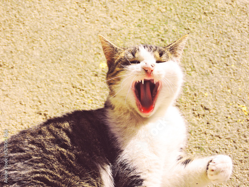 Cat yawning while laying on a chair