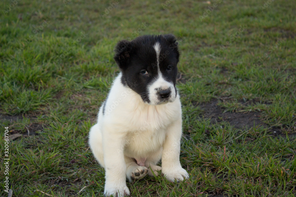 Black and white puppy Alabai sitting on green grass close up