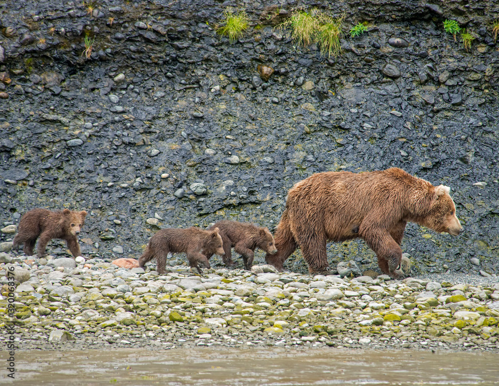 Brown Bear at McNeil River with three small cubs Brown Bear at McNeil River with three small cubs