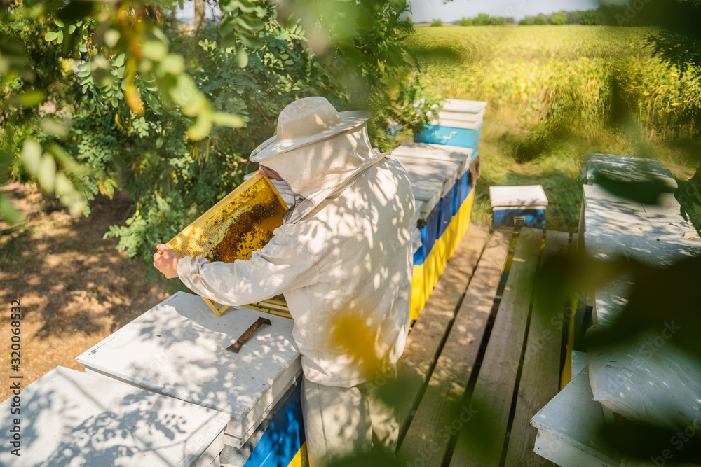 Beekeeper at work by the wooden bee hives. Apiculture concept.