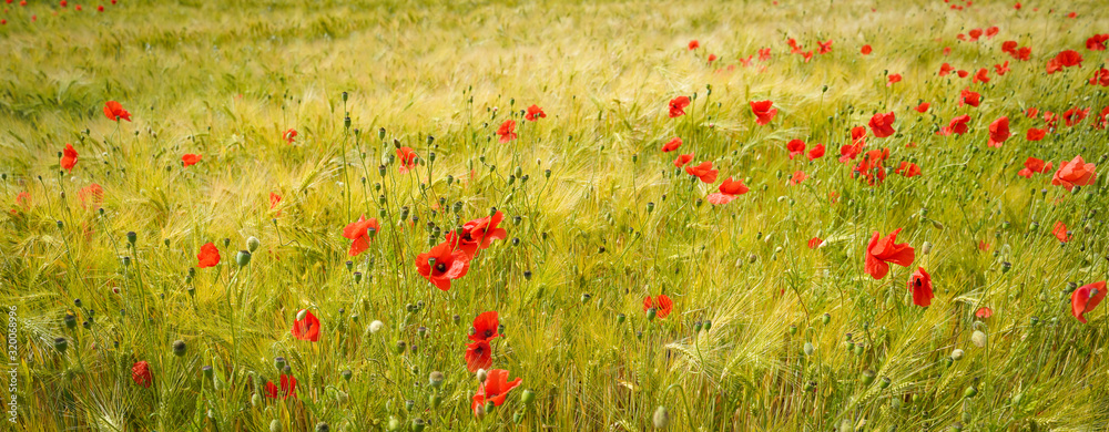 Fototapeta premium Mohnblumen wachsen in einem Getreidefeld