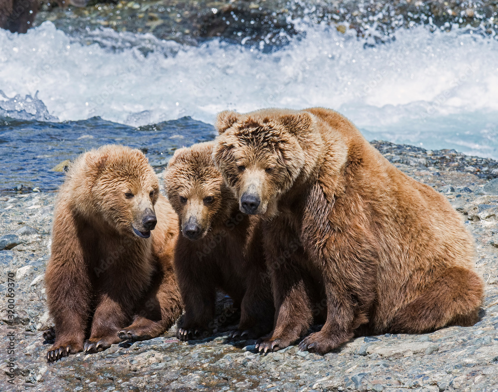 Fototapeta premium Brown Bear mother and cubs at McNeil River in Alaska