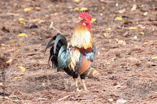 rooster on farm