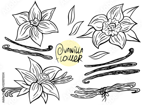 Set of vanilla flower and stick isolated on white background. Vector illustration.