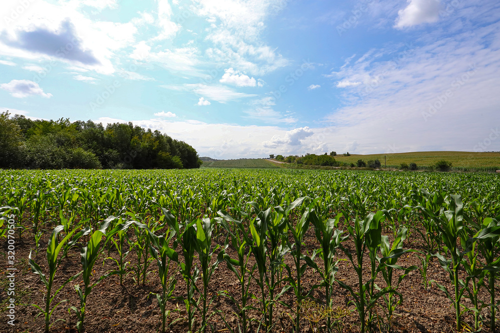 Corn plants are green corn on the field. Agricultural landscape. Green corn maize field in early stage