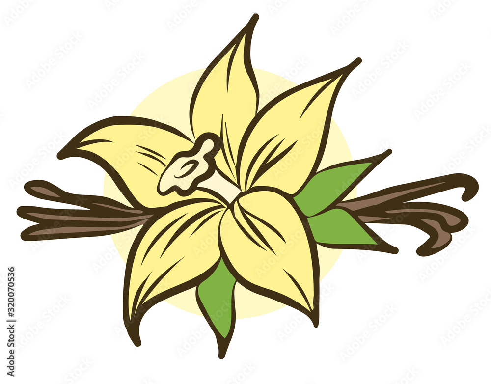 Vanilla flower and stick isolated on white background. Vector illustration. Vanilla flower and stick isolated on white background. Vector illustration.