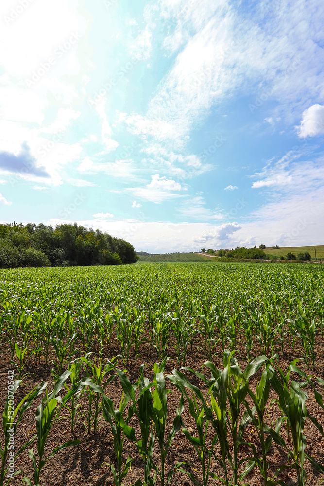 Corn plants are green corn on the field. Agricultural landscape. Green corn maize field in early stage Corn plants are green corn on the field. Agricultural landscape. Green corn maize field in early stage